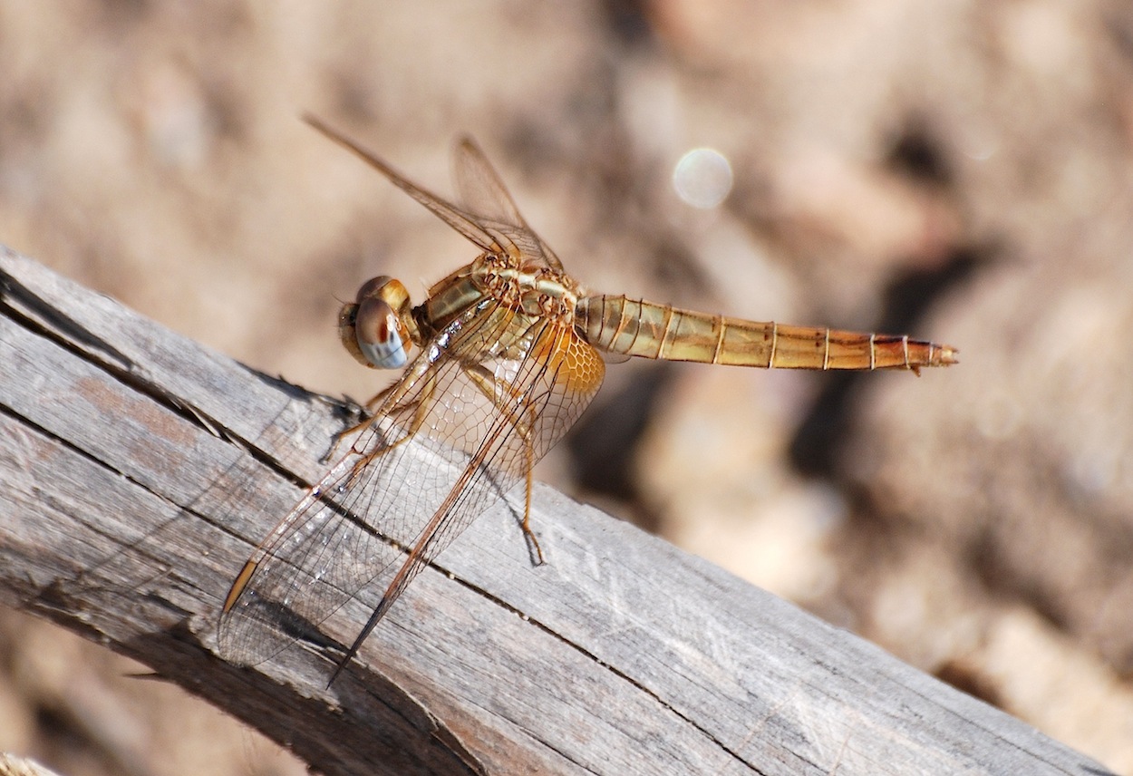 Crocothemis erythraea femmina ?